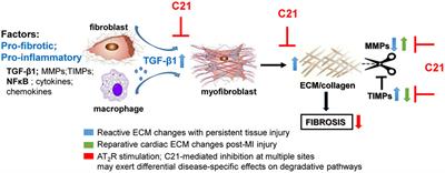 Anti-fibrotic Potential of AT2 Receptor Agonists